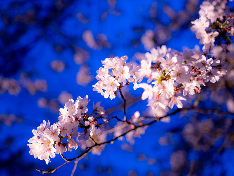 桜２