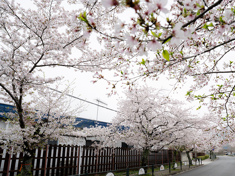 桜１