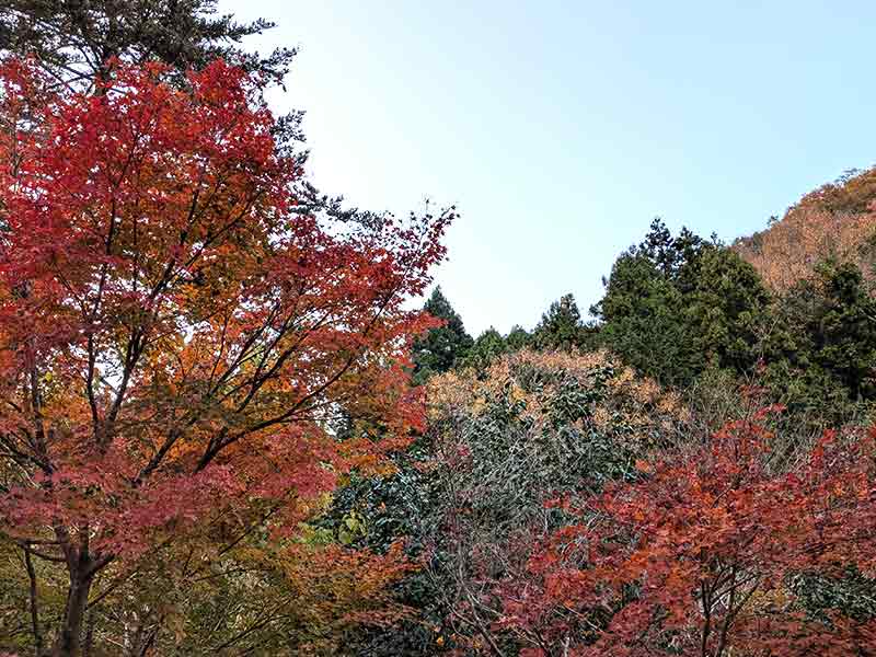 紅葉がきれい。
