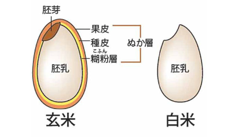 玄米の説明