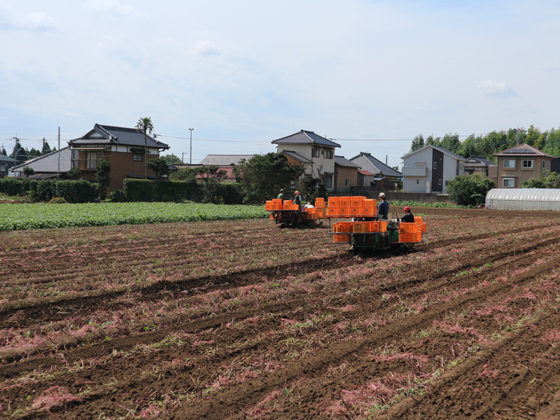 さつまいもの収穫時期